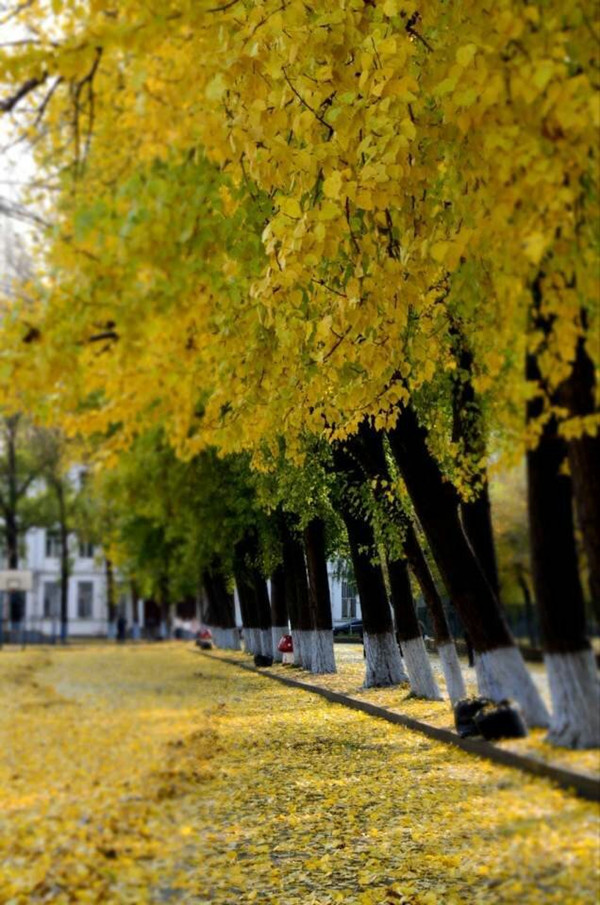 旅游烹饪学院“我爱商大”手机摄影大赛圆满结束